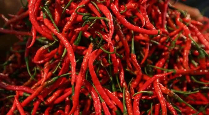 Harga Cabai di Duri Tembus Rp98 Ribu,Warga Menjerit